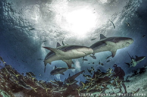 Best way to get good shark photos is to get the middle of... by Steven Anderson 